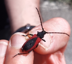 Purpuricenus kaehleri