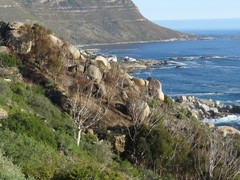 Eucalyptus cladocalyx