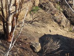 Eucalyptus cladocalyx