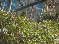 Eucalyptus cladocalyx