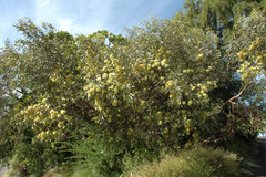 Eucalyptus macrandra