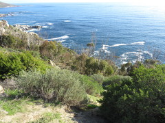 Eucalyptus cladocalyx