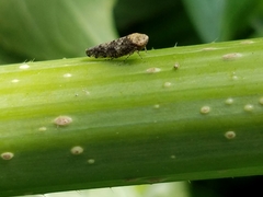 Paraphlepsius collitus