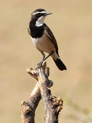 Capped Wheatear photo 4