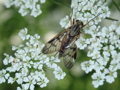 Rhagio scolopaceus