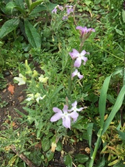 Matthiola longipetala