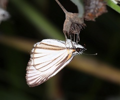 Lepidoptera