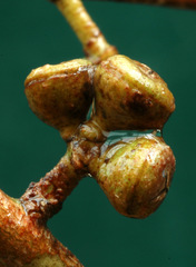 Eucalyptus macarthurii