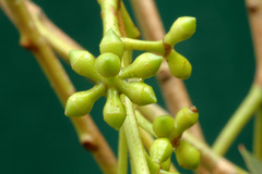 Eucalyptus macarthurii