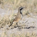 Capped Wheatear - Photo (c) Ian White, some rights reserved (CC BY-NC-SA)