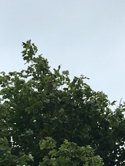 Curruca communis