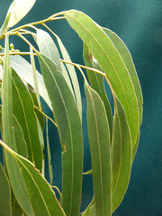 Eucalyptus macarthurii