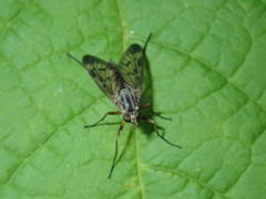 Rhagio scolopaceus