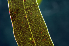 Eucalyptus macarthurii