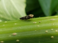 Paraphlepsius collitus