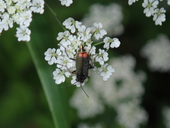 Malachius bipustulatus
