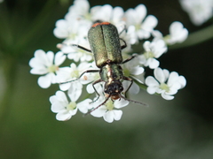 Malachius bipustulatus