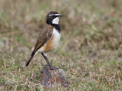 Capped Wheatear photo 2