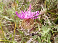Centaurea pectinata