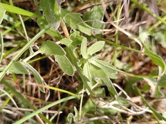 Centaurea pectinata