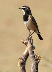 Capped Wheatear photo 5