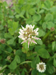 Trifolium repens