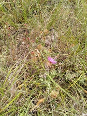 Centaurea pectinata