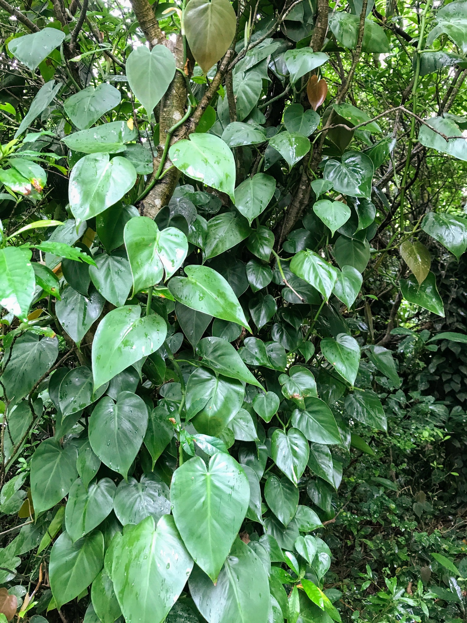 Philodendron hederaceum var. oxycardium