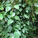 Philodendron hederaceum oxycardium - Photo (c) Shih-Hsien Hsu, some rights reserved (CC BY-NC-ND), uploaded by Shih-Hsien Hsu