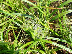 Scirpus sylvaticus