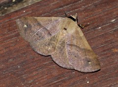 Ophyx eurrhoa