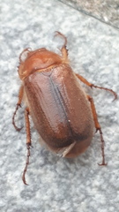 Amphimallon assimile