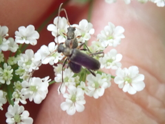 Grammoptera ruficornis