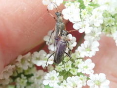 Grammoptera ruficornis