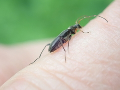 Grammoptera ruficornis