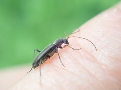 Grammoptera ruficornis