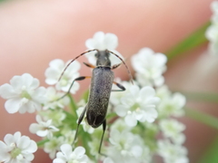 Grammoptera ruficornis