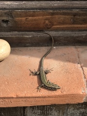 Podarcis muralis