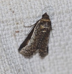 Lophoptera vittigera