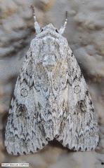 Acronicta rubricoma