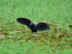 Metopidius indicus