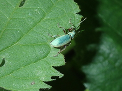 Phyllobius pomaceus