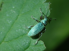 Phyllobius pomaceus