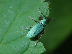 Phyllobius pomaceus