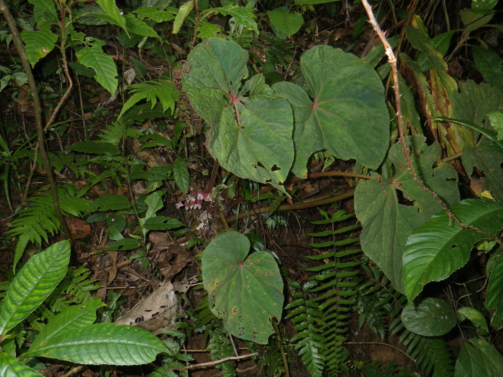 Begonia tadungensis (Begonia tadungensis)