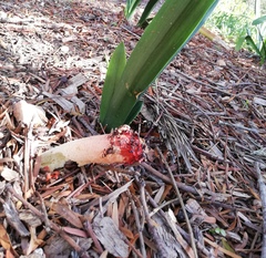 Lysurus corallocephalus