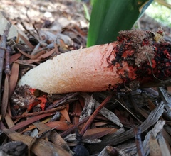 Lysurus corallocephalus