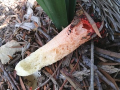 Lysurus corallocephalus