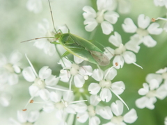 Lygocoris rugicollis