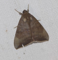 Achaea eusciasta